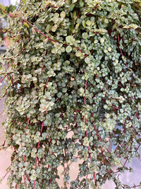 String of Baby Tears (Pilea depressa)