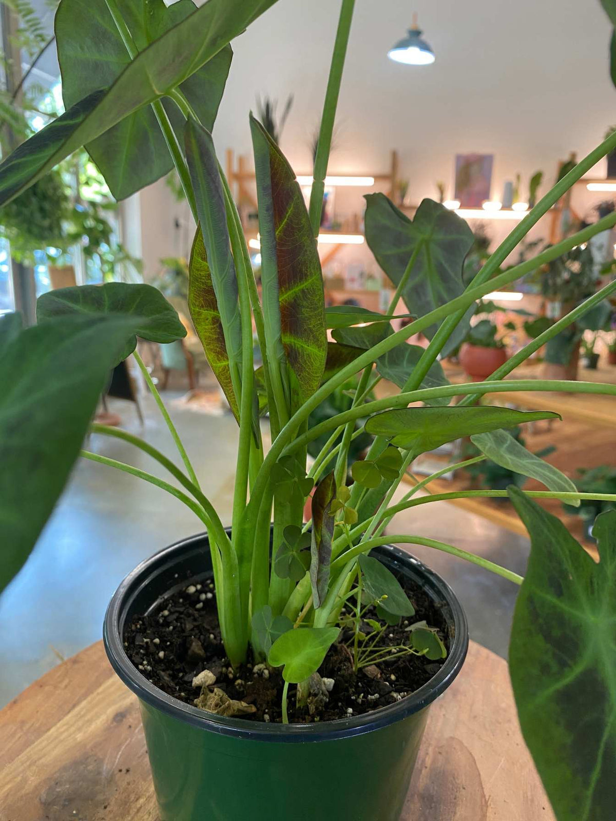 Colocasia (Elephant Ear) (Medium) - PICKUP ONLY