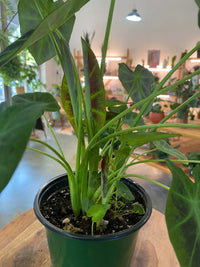 Colocasia (Elephant Ear) (Medium) - PICKUP ONLY