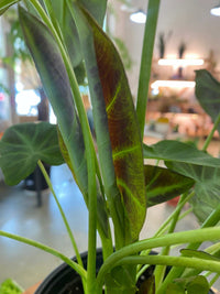 Close-up of a potted plant with tall green stems and large heart-shaped leaves showing reddish-purple veining, photographed in a softly blurred indoor setting.