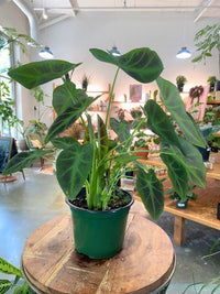 A potted Colocasia plant with large dark green leaves and a green plastic pot, displayed on a round wooden table inside a bright plant shop.