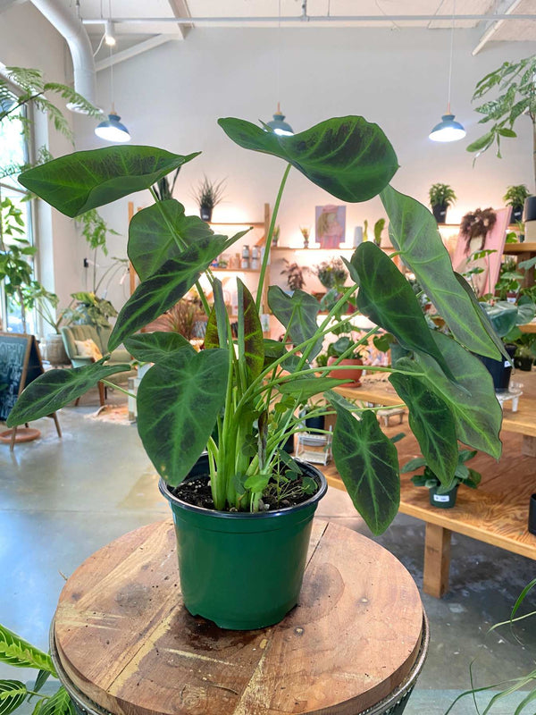 A potted Colocasia plant with large dark green leaves and a green plastic pot, displayed on a round wooden table inside a bright plant shop.