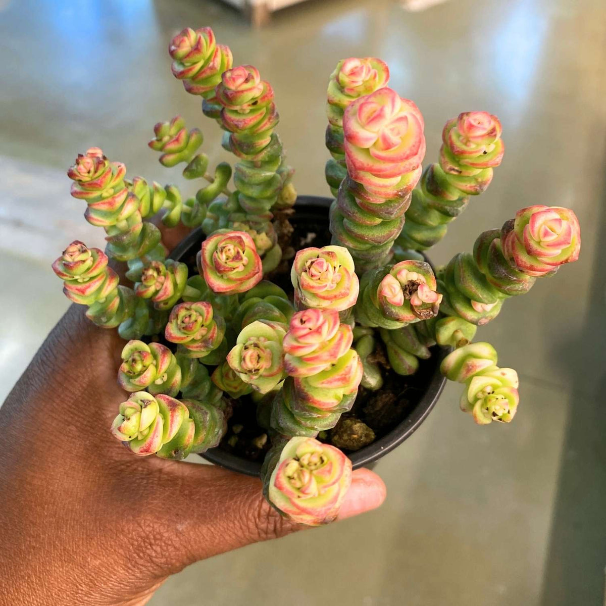 Baby's Necklace (Pink Crassula)