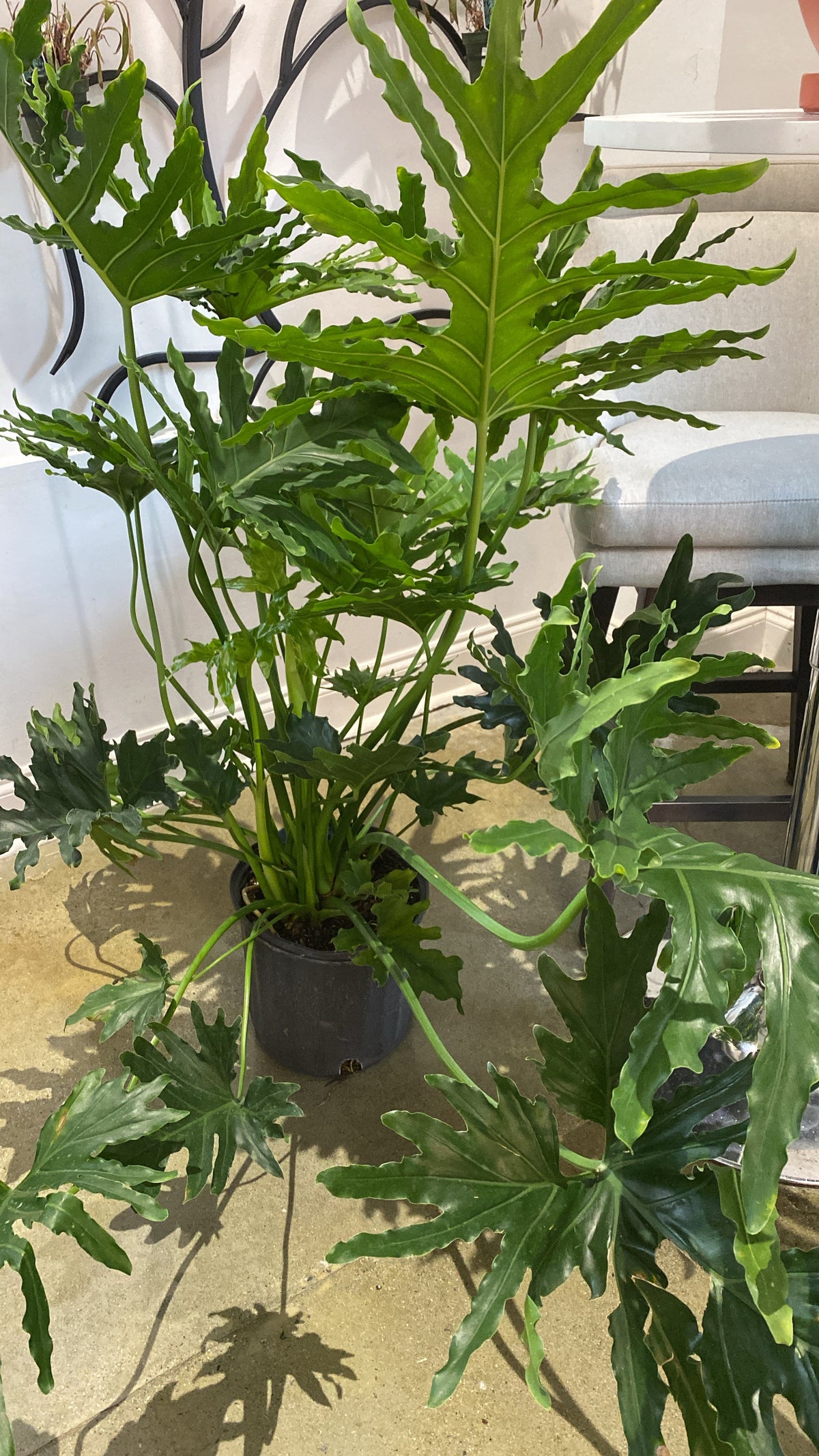 buy philodendron selloum 8" Philodendron Selloum (PICKUP ONLY) – A Pot to Plant In