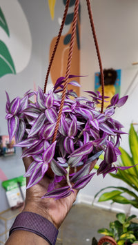 6" Pink Paradise Tradescantia (HB)