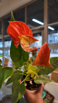 4" Anthurium