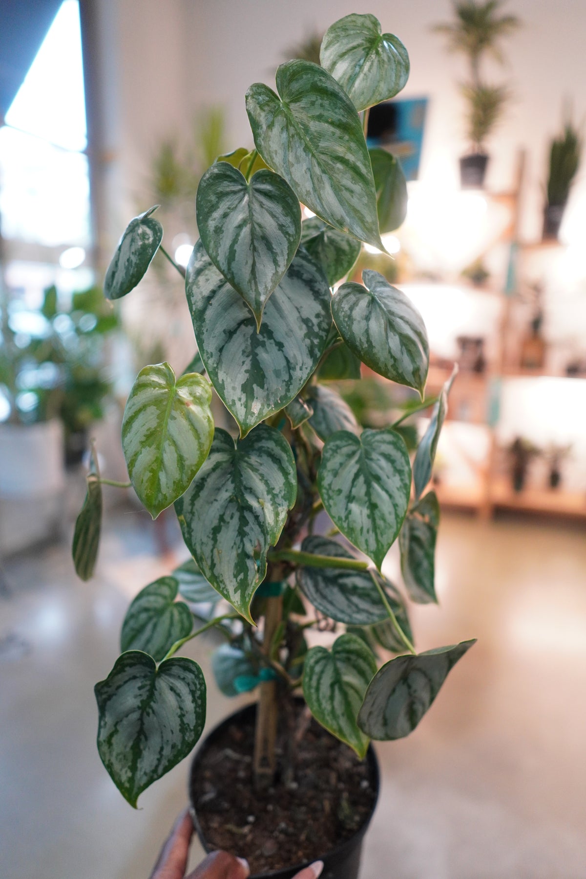 4" Philodendron Brandtianum