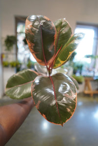 6" Ficus Ruby
