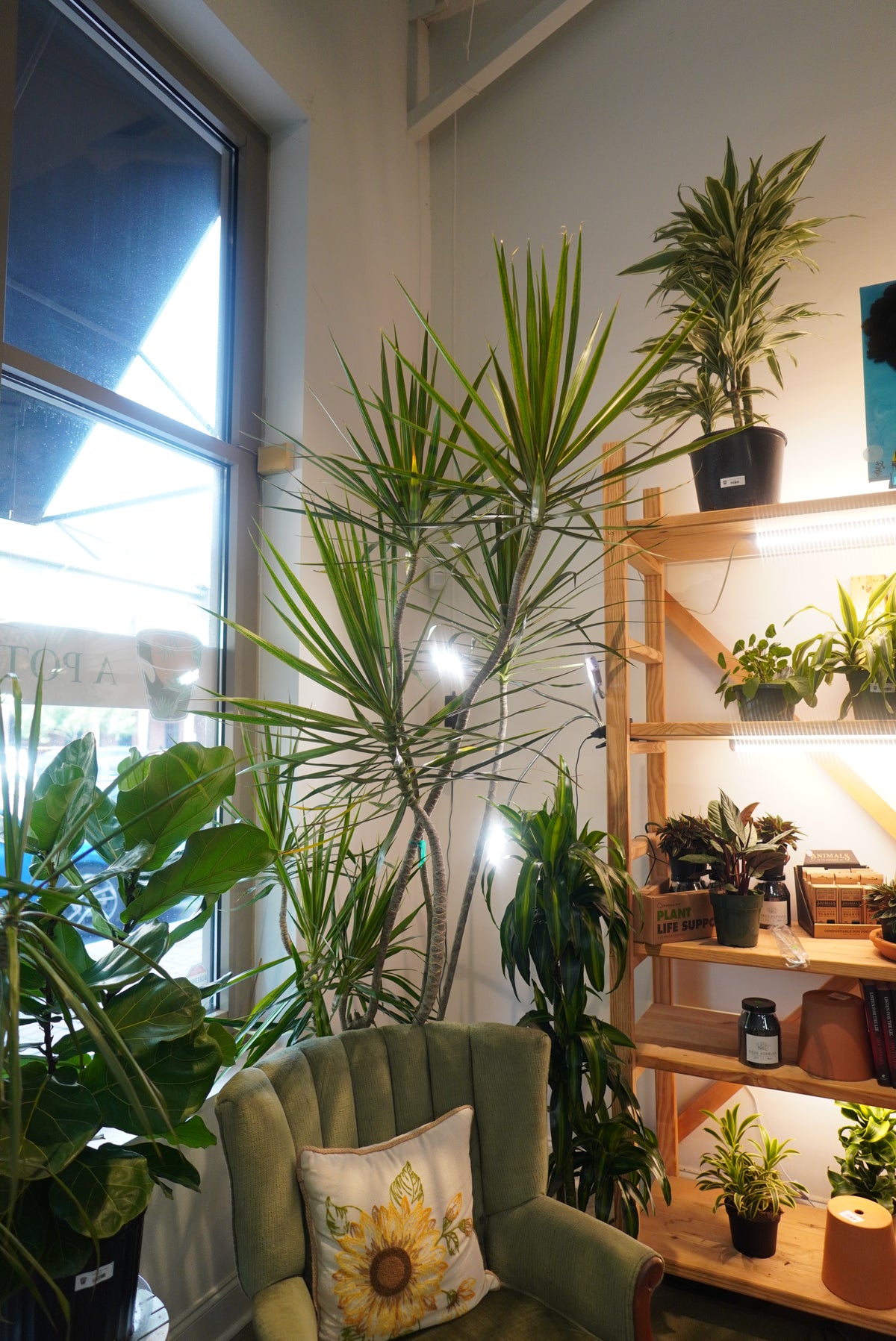14" Dracaena marginata - Freestyle (PICKUP ONLY)