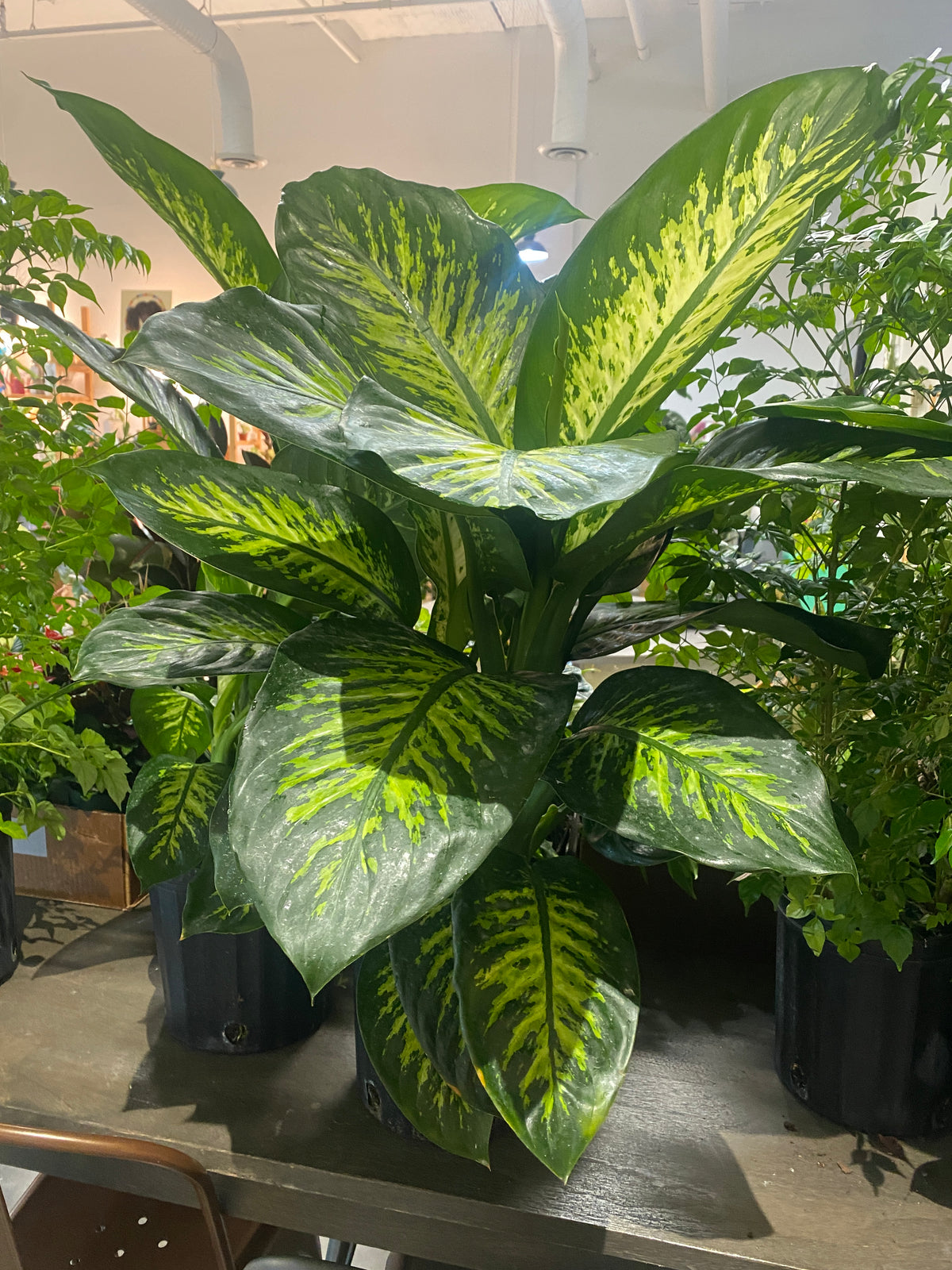 Dieffenbachia Tropic Snow (Dumb Cane)