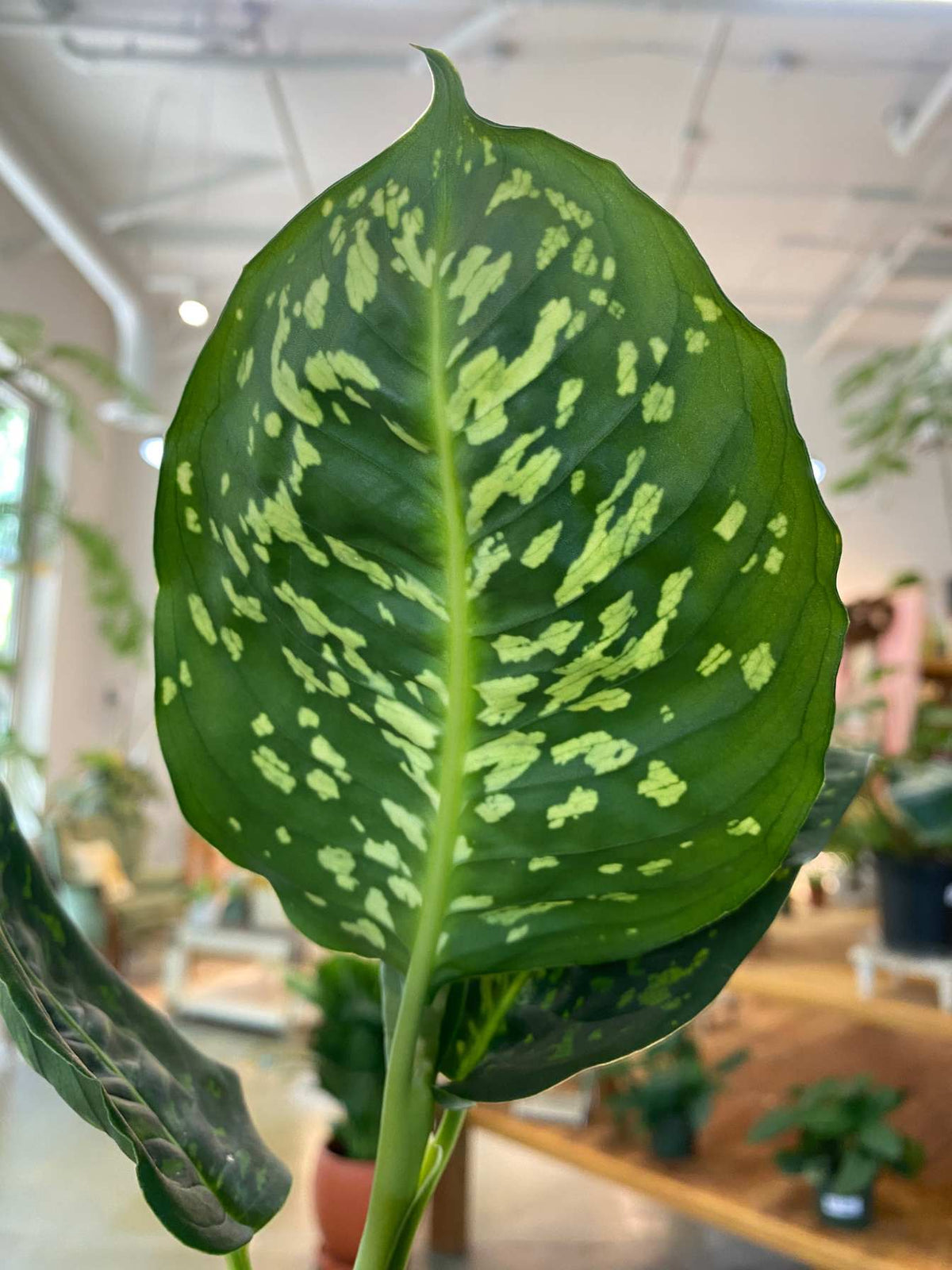 A close-up of a large green houseplant leaf with irregular light yellow-green variegation, photographed in a bright indoor nursery or greenhouse setting with blurred plants and shelves in the background.
