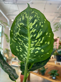 A close-up of a large green houseplant leaf with irregular light yellow-green variegation, photographed in a bright indoor nursery or greenhouse setting with blurred plants and shelves in the background.