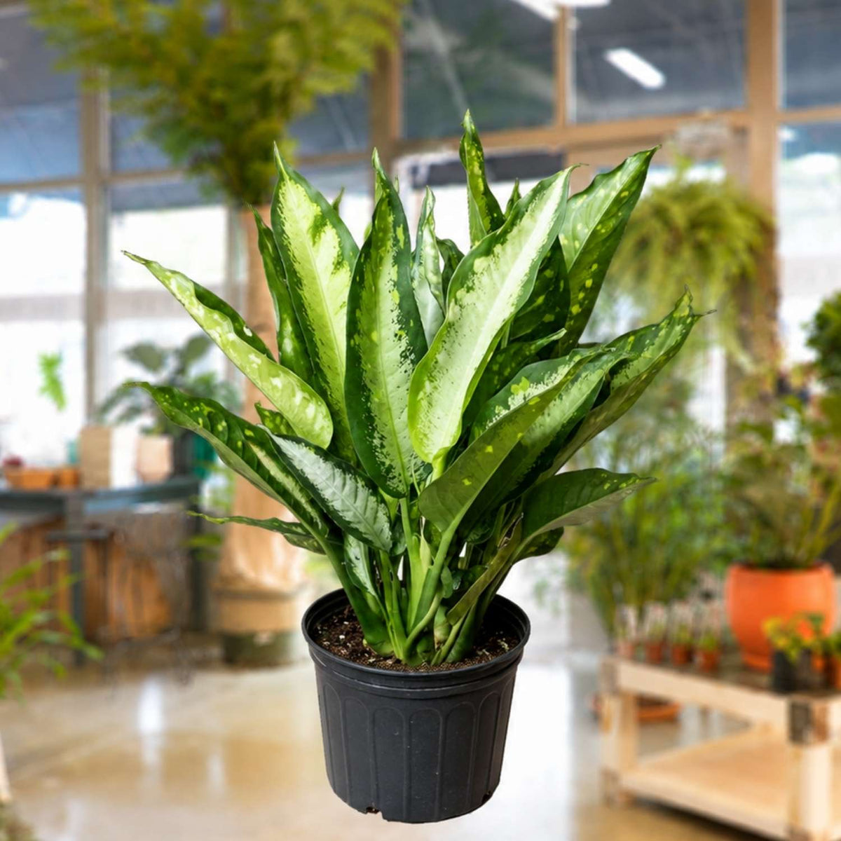 Dieffenbachia Panther 6" (Dumb Cane)