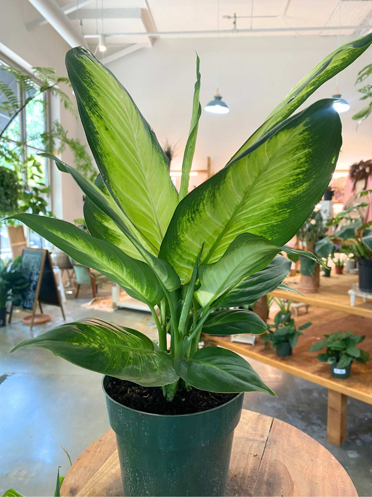 Dieffenbachia 'Tropic Marianne' 6"
