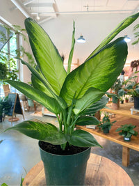 Dieffenbachia 'Tropic Marianne' 6"