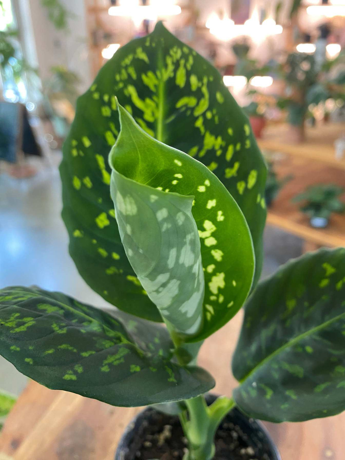Dieffenbachia 'Reflector'