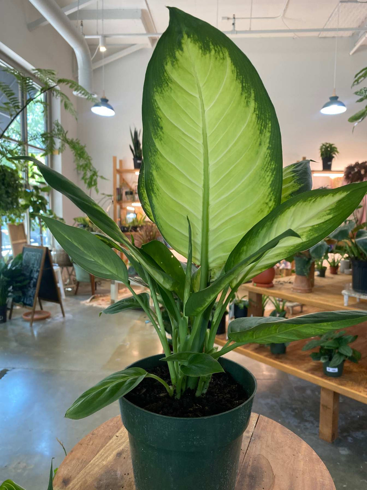 Dieffenbachia 'Tropic Marianne' 6"