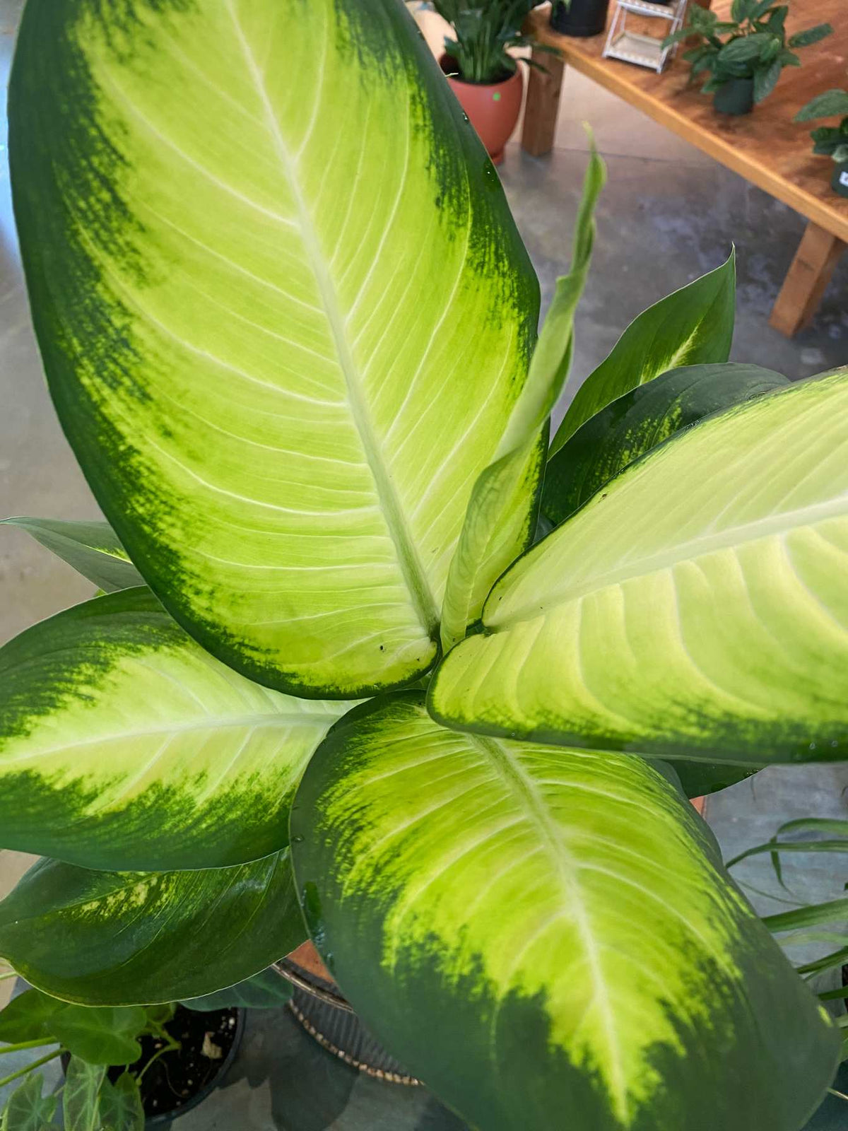 Dieffenbachia 'Tropic Marianne' 6"