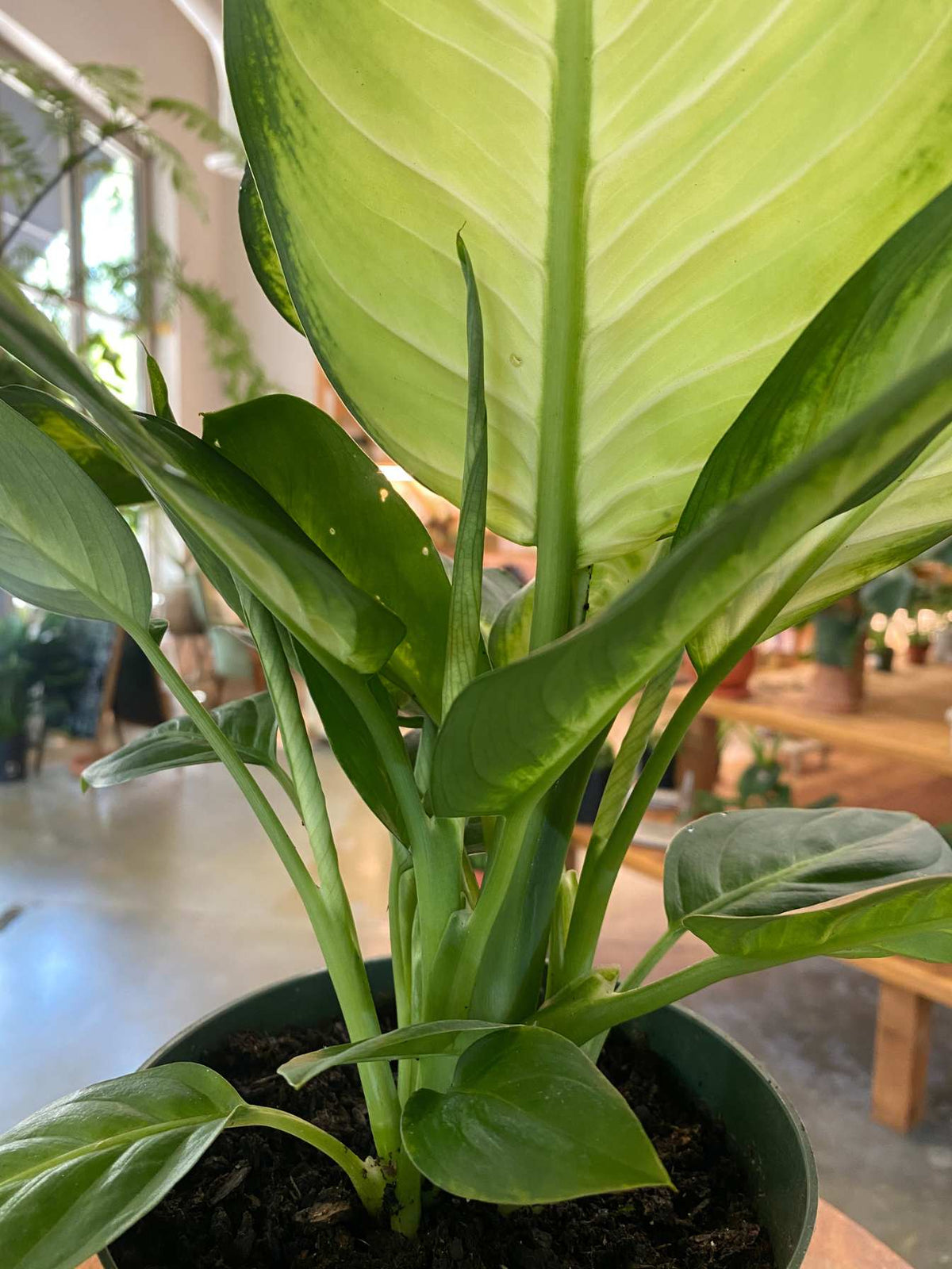 Dieffenbachia 'Tropic Marianne' 6"
