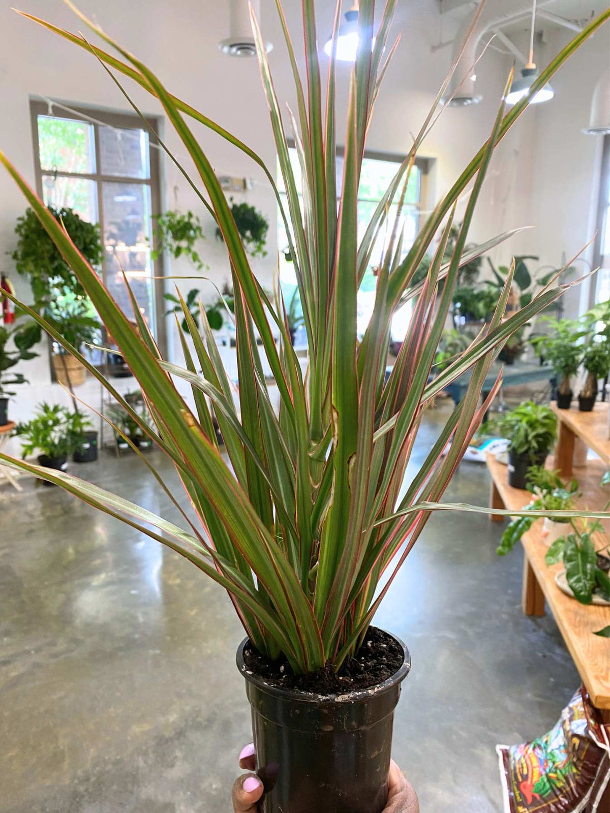 Dracaena Marginata (Madagascar Dragon Tree) (Sml)