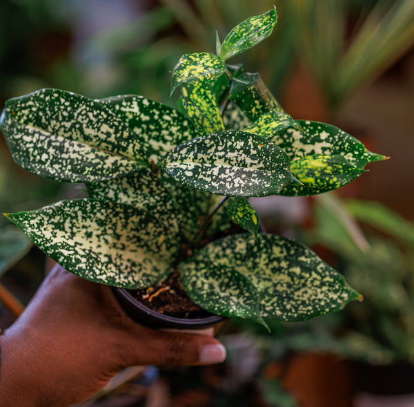 Dracaena Florida Beauty