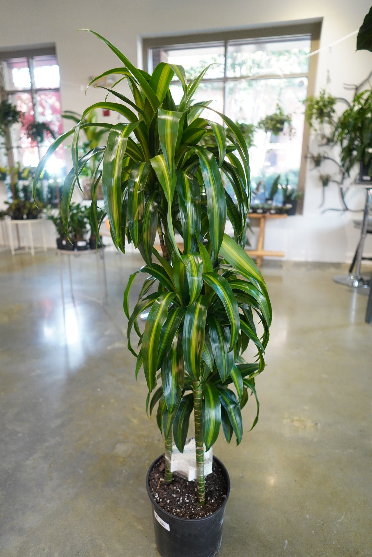 10" Dracaena Hawaiian Sunshine Cane - PICKUP ONLY