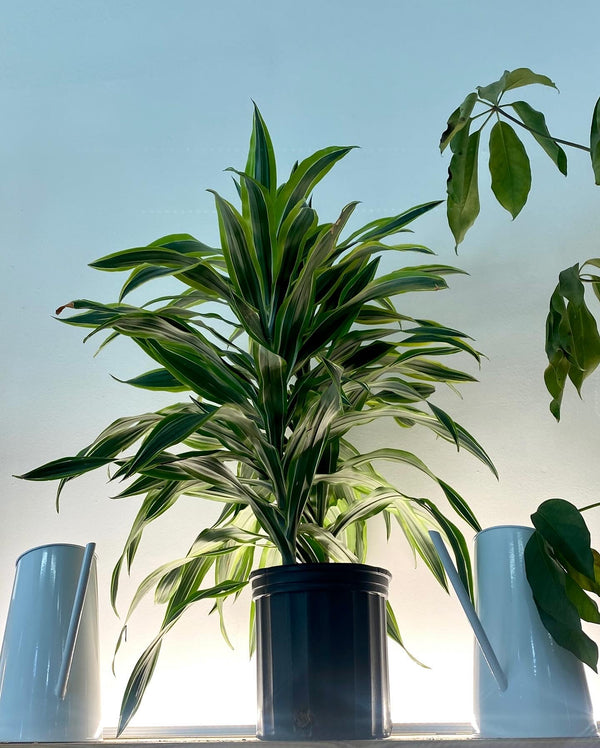 Dracaena plant