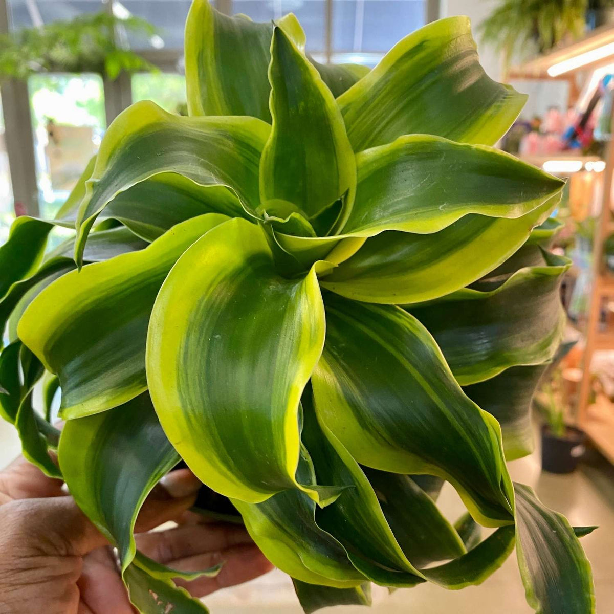 Dracaena Tornado "6"