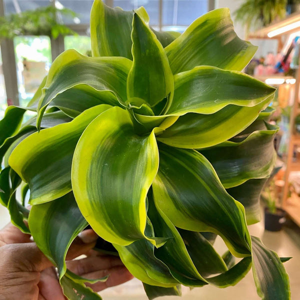 Dracaena Tornado "6"