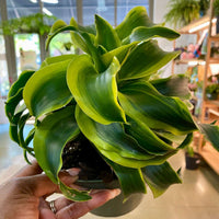 Dracaena Tornado "6"