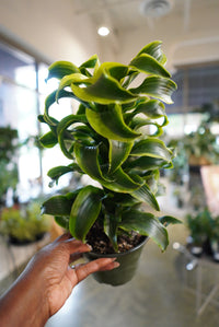 6" Dracaena Tornado