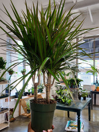 Dracaena Marginata (Madagascar Dragon Tree)