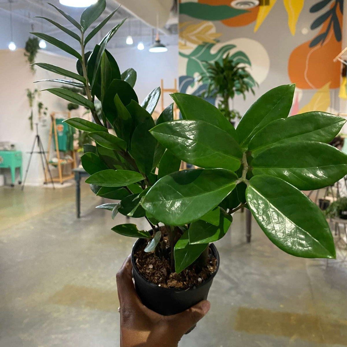 5" Zamioculcas Zamiifolia