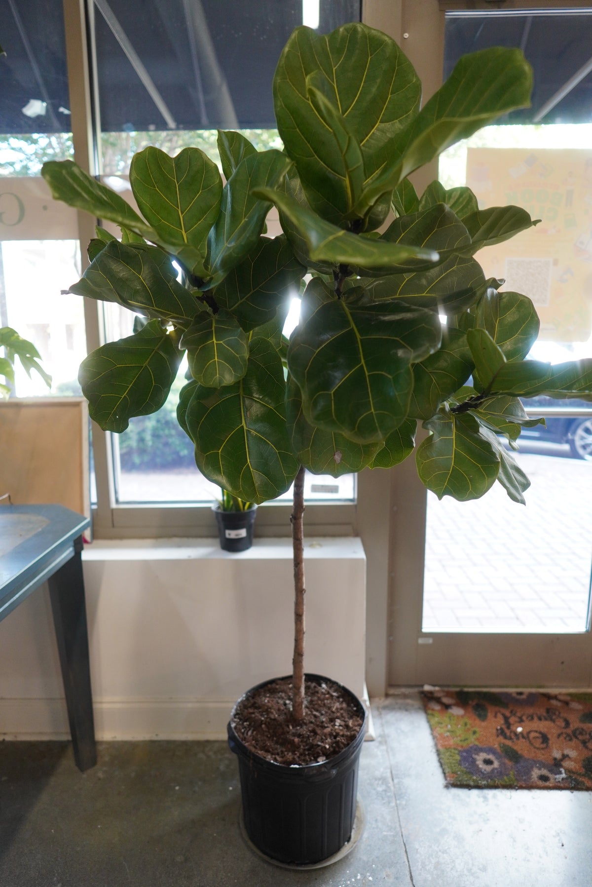 Fiddle Leaf Fig (Lyrata)