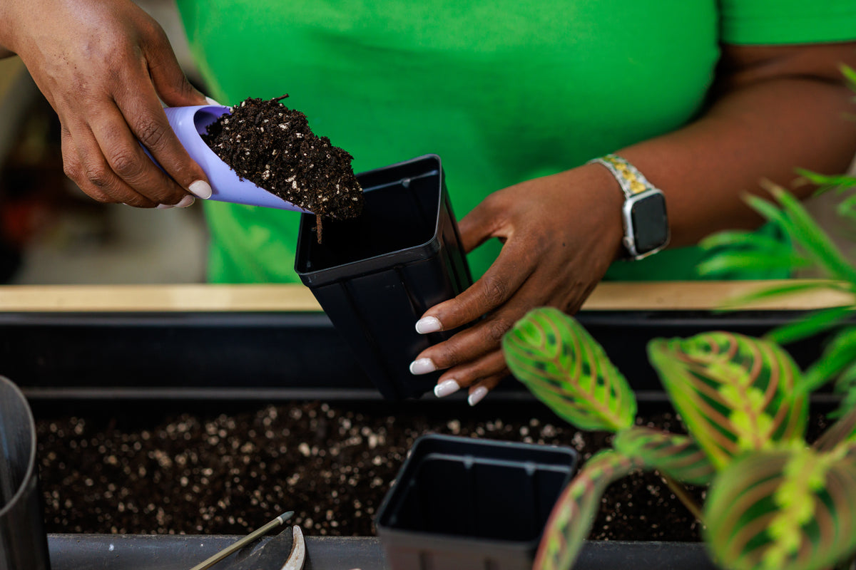 Professional In-Home Repotting Service