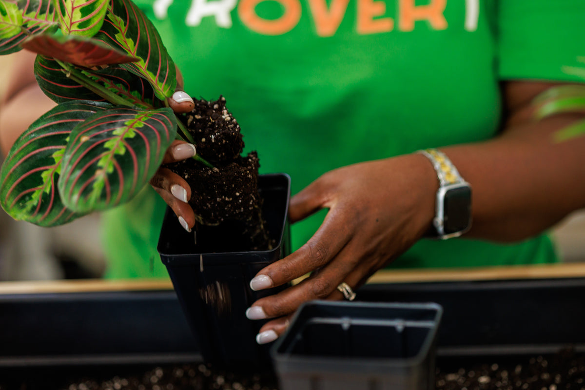 Houseplant Repotting Workshop