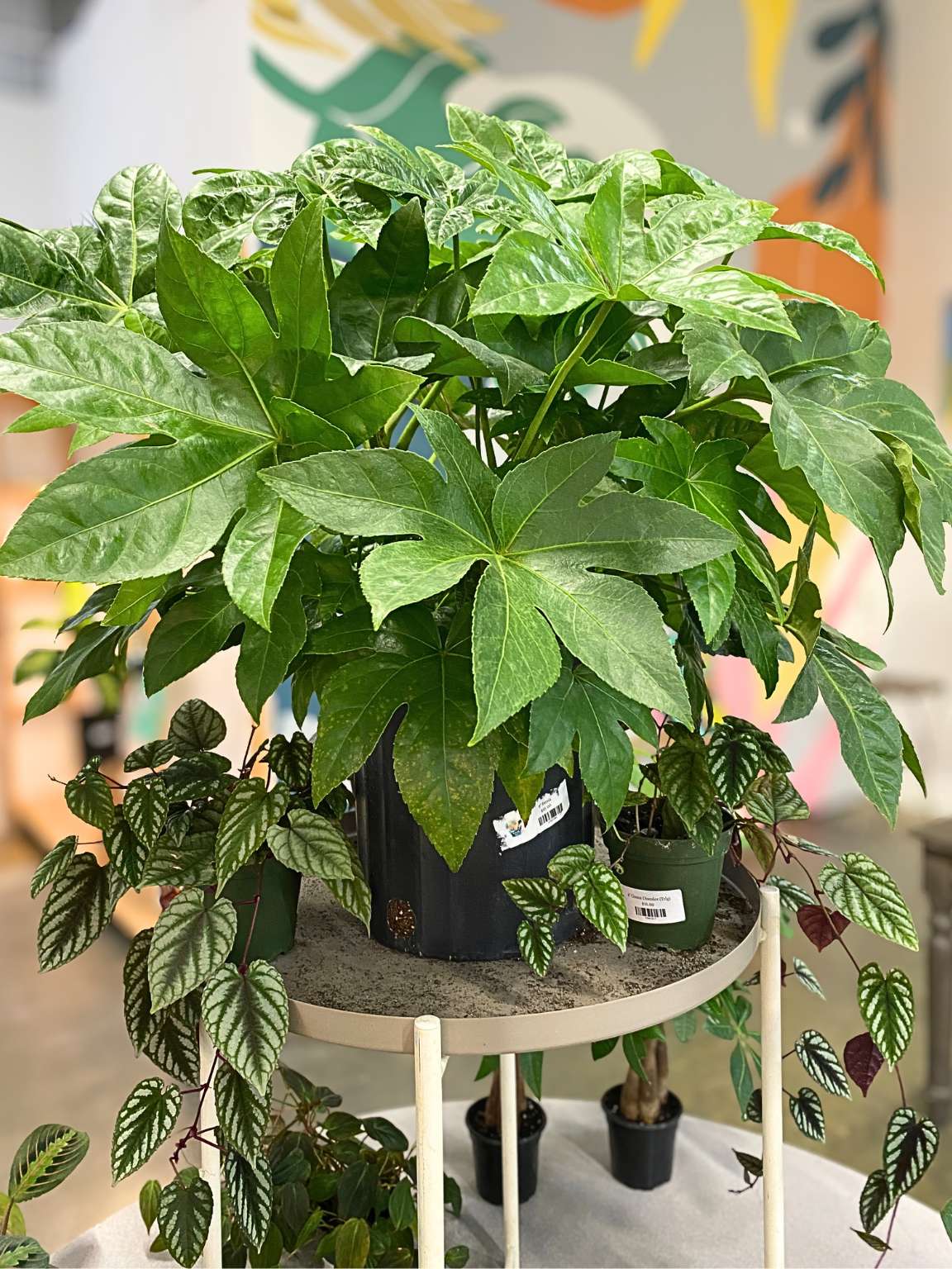 Fatsia japonica (Japanese Aralia)