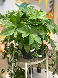 Fatsia japonica (Japanese Aralia)
