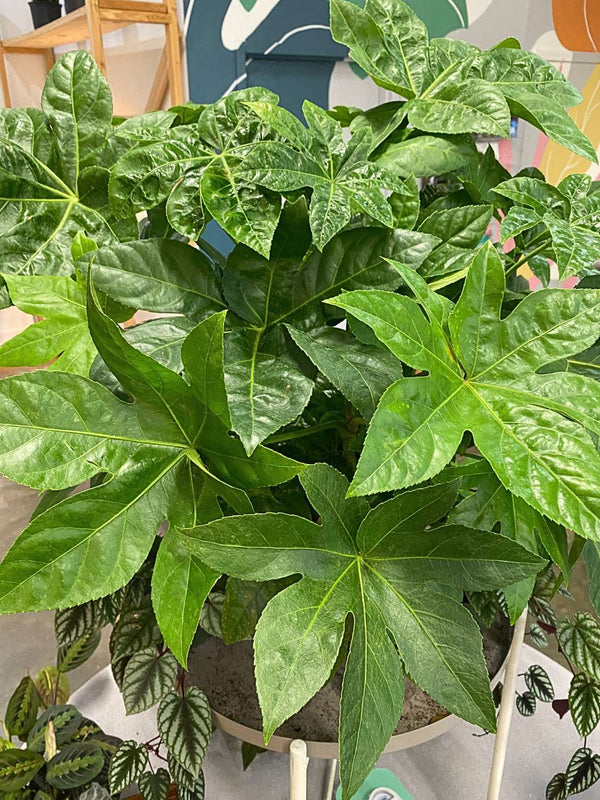 Fatsia japonica (Japanese Aralia)