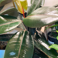 Ficus Elastica ‘Burgundy’ (Rubber Plant)