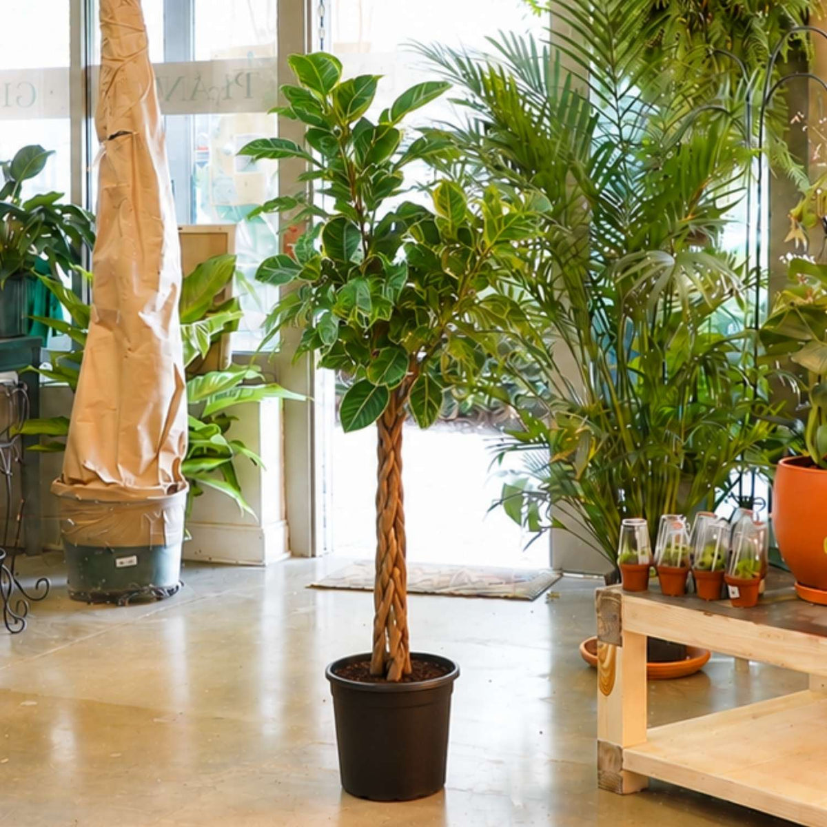Ficus Altissima Braid - PICK UP ONLY