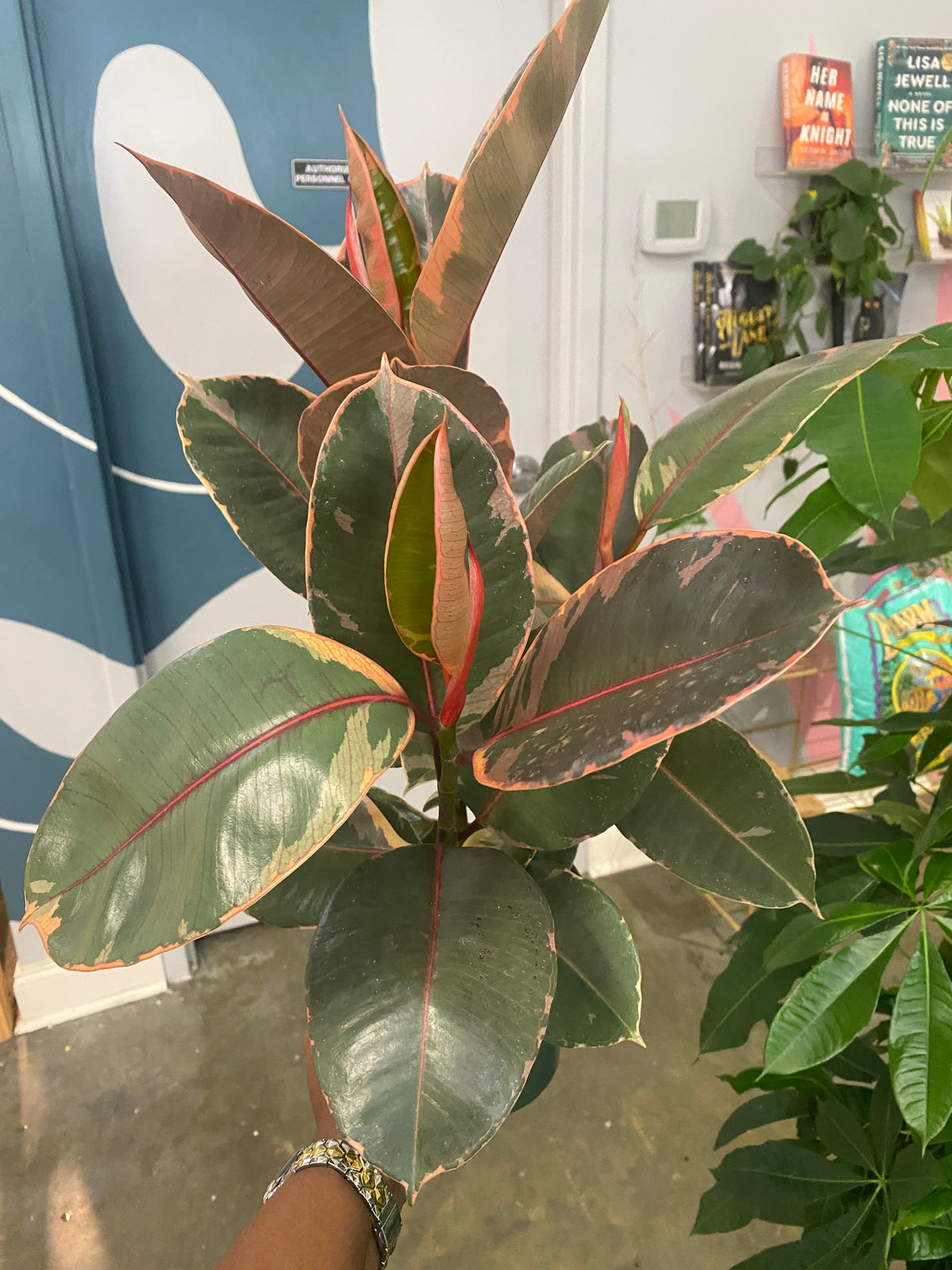 Ficus Tineke (Pink)