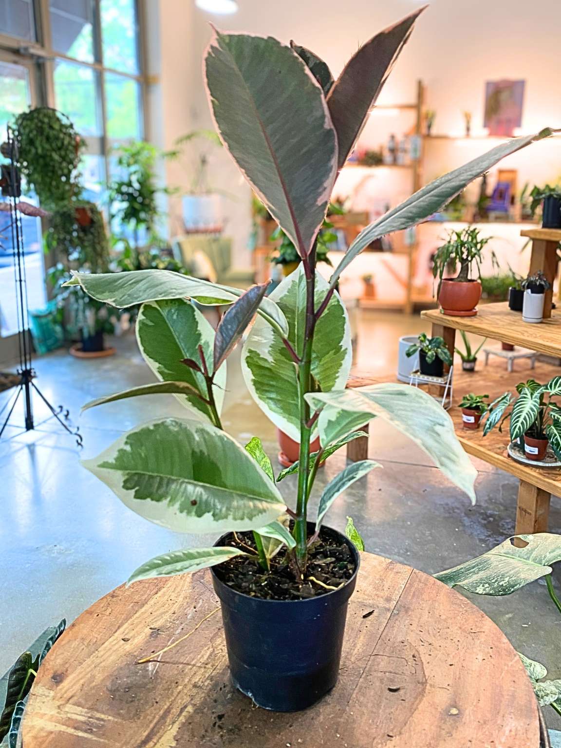 Ficus Tineke (Altissima - Yellow)
