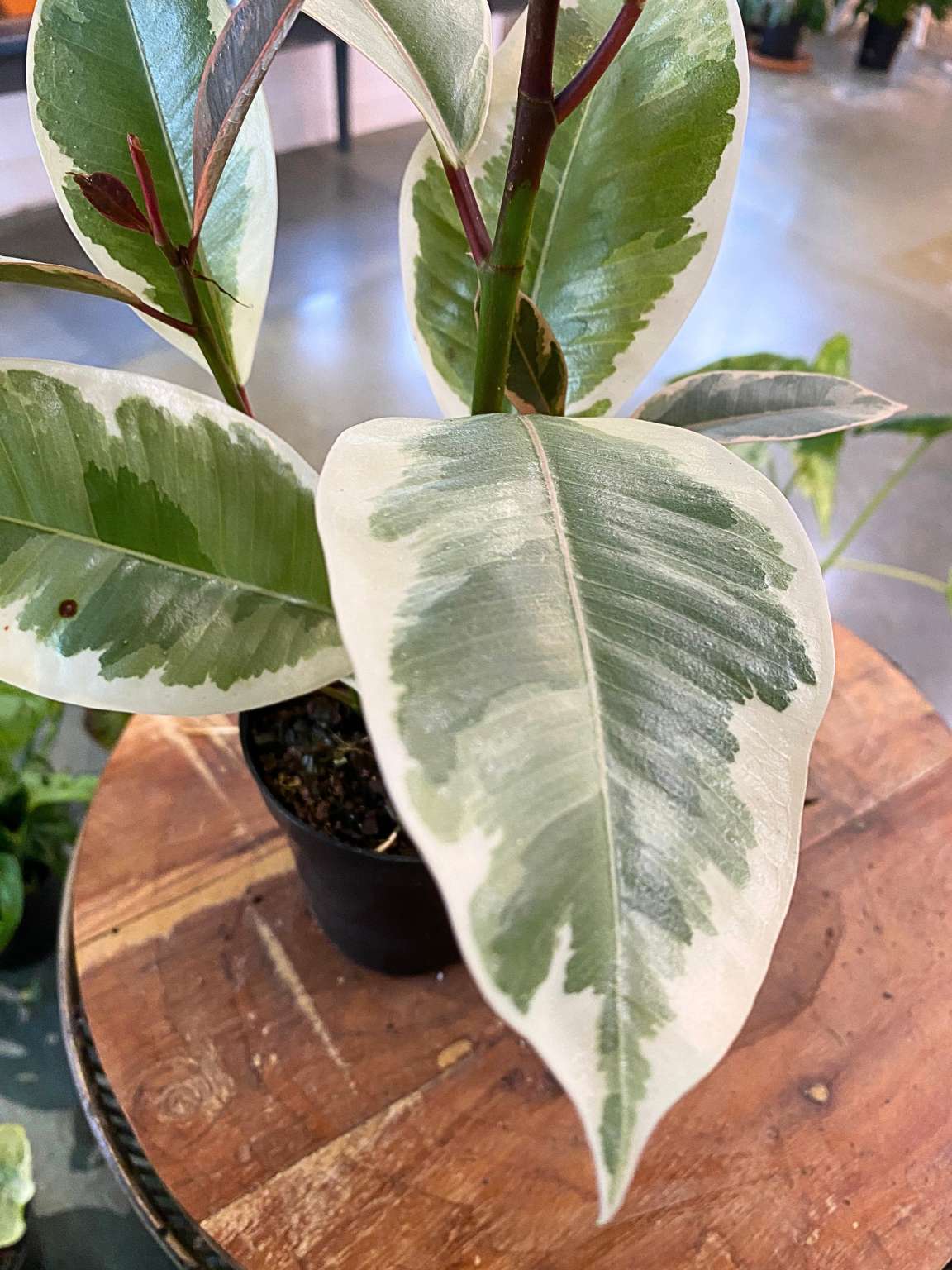 Ficus Tineke (Altissima - Yellow)