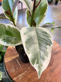 Ficus Tineke (Altissima - Yellow)