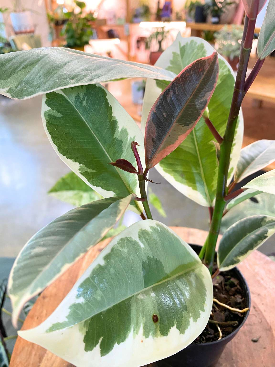 Ficus Tineke (Altissima - Yellow)