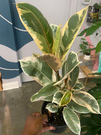 Ficus Tineke (Altissima - Yellow)