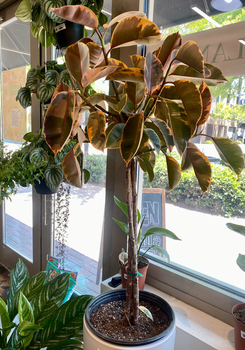 Ficus Ruby (Elastica)