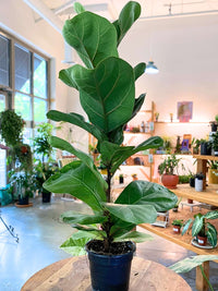 Fiddle Leaf Fig (Ficus lyrata)