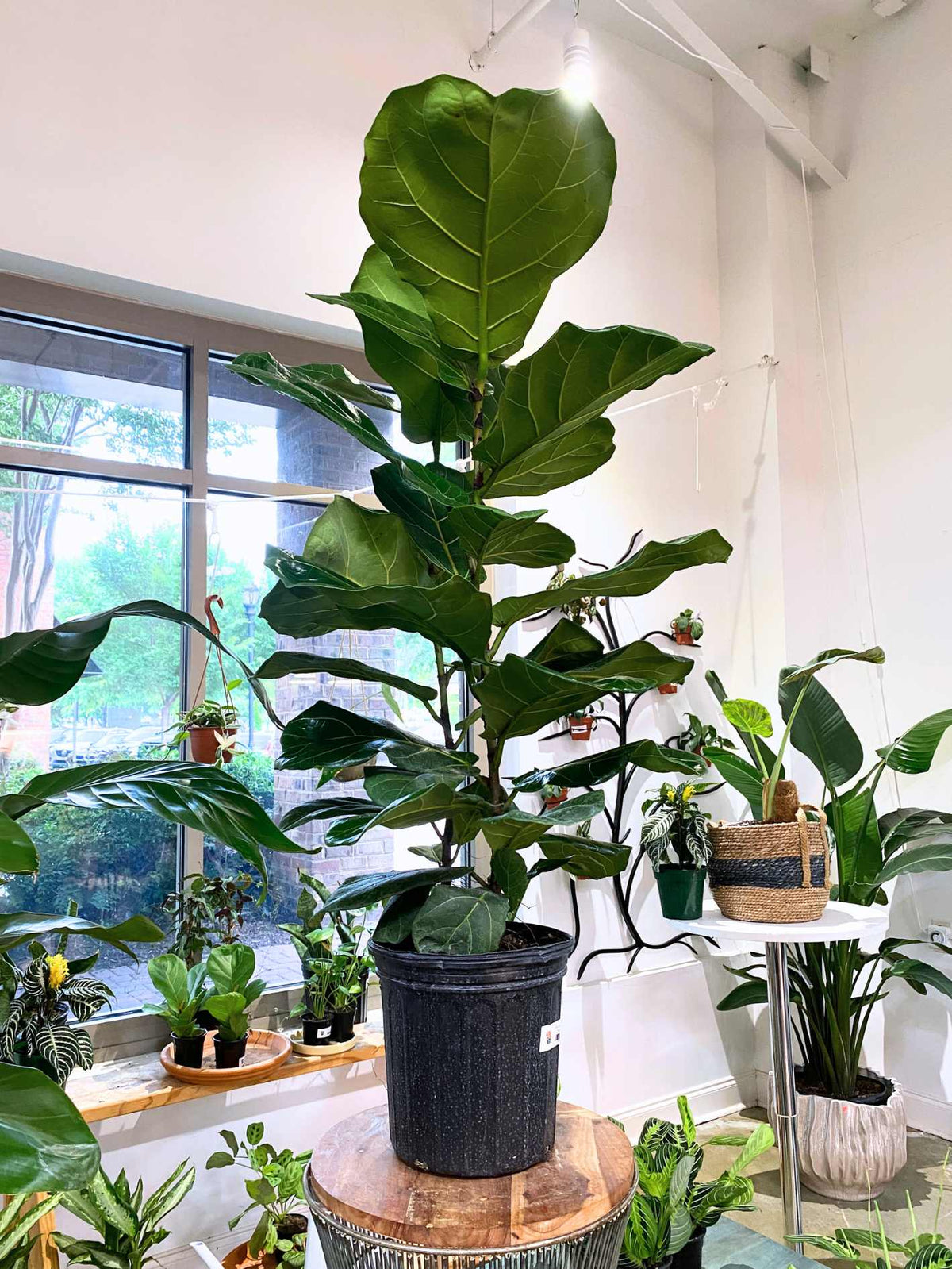 Ficus Lyrata Bush 8" - PICK UP ONLY